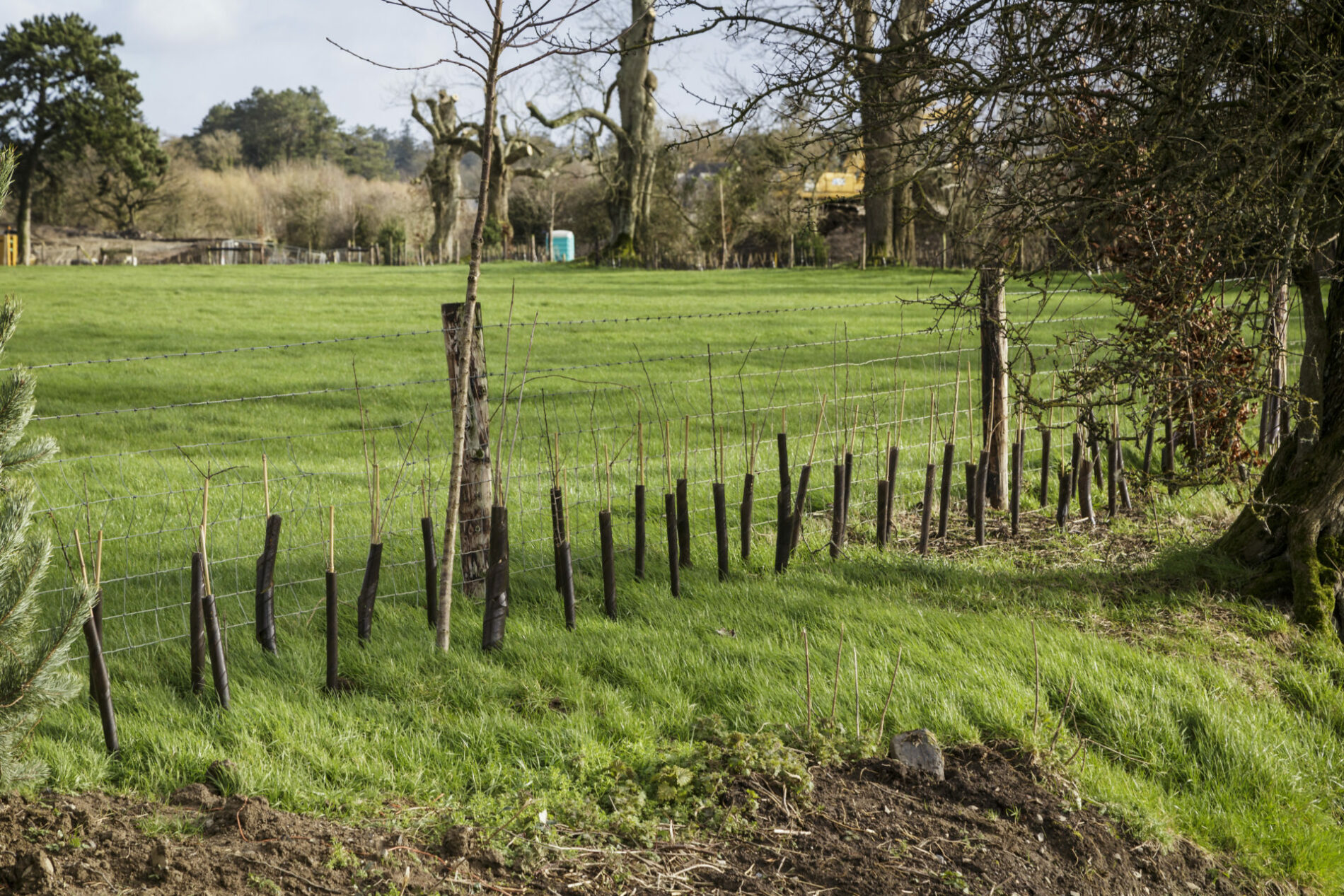 Mariavilla, Maynooth; hedgerow reinstatement planting